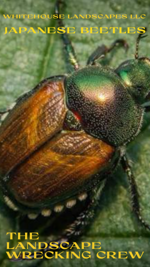Japanese Beetles: The Landscape Destruction Crew