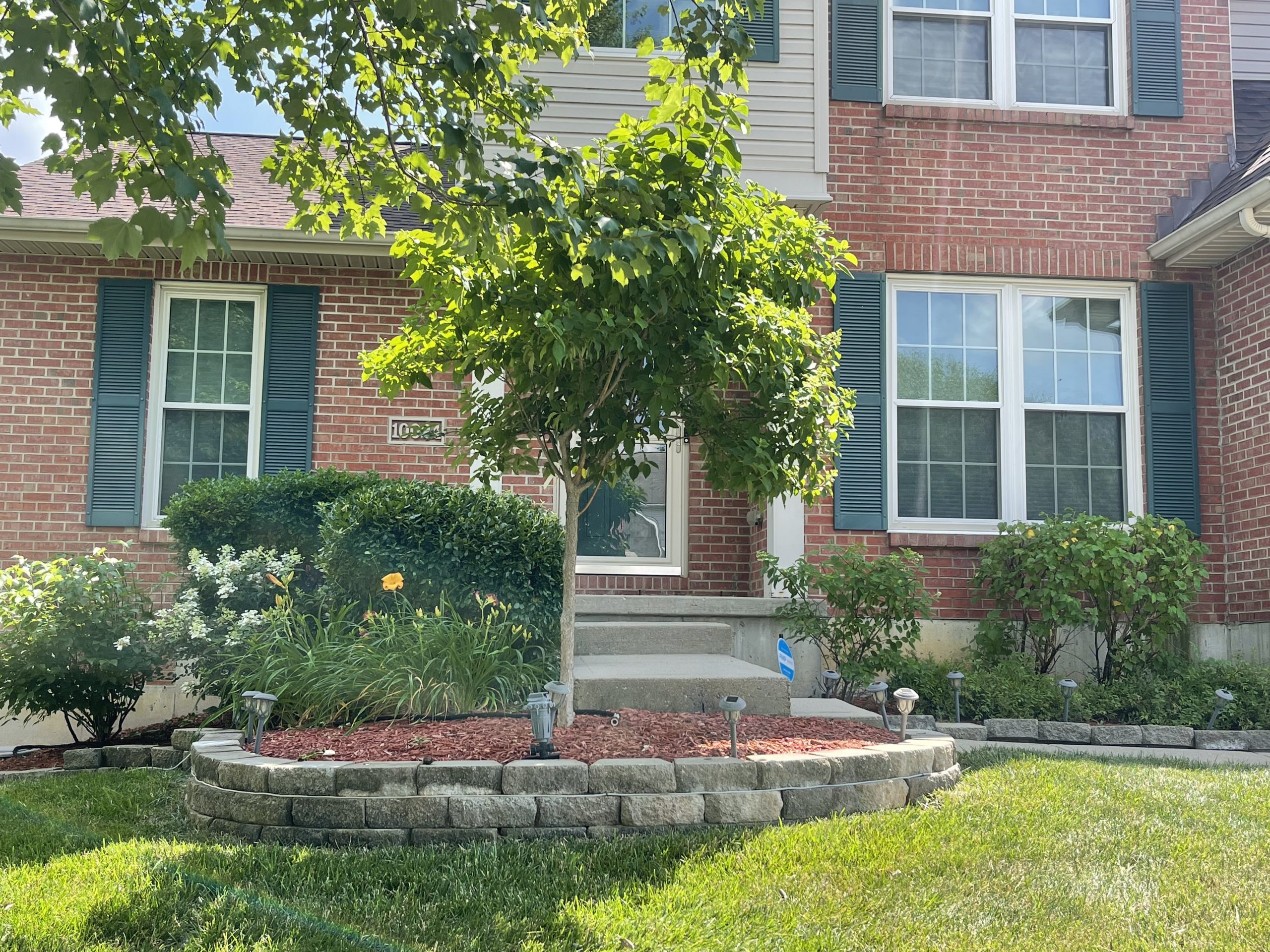 Tree hydrangea was used as an accent plant in this Florence, Kentucky property